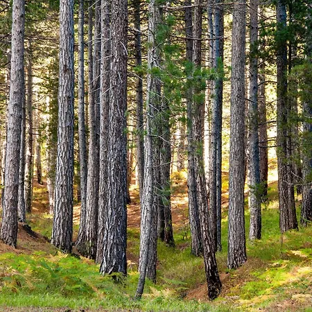 Le Tre Ninfe - Centro Storico Tatil Evi *